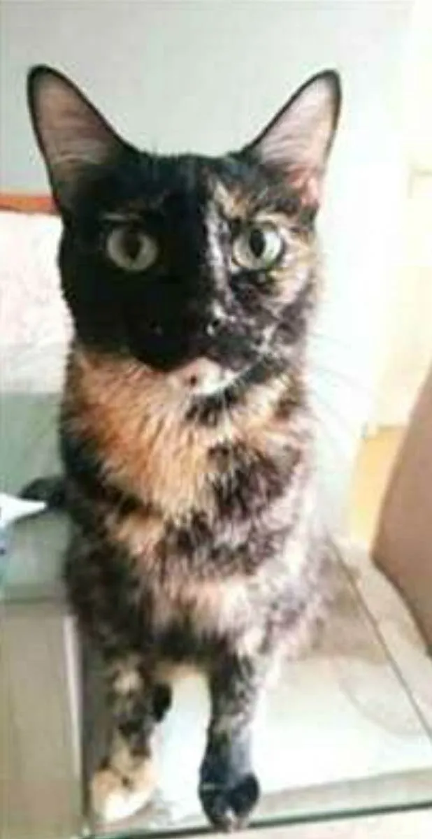 Gato ra a srd escaminha  idade 2 anos nome MAG