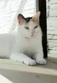 DÁLIA