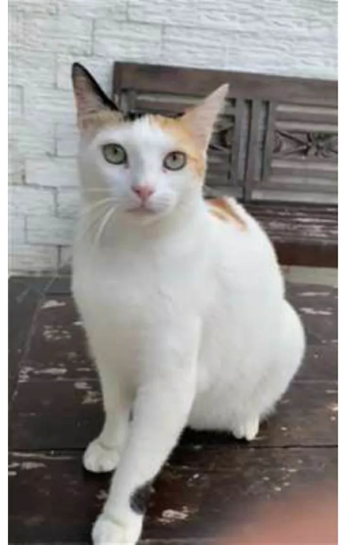 Gato ra a srd tricolor idade 1 ano nome DÁLIA