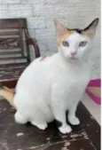 DÁLIA