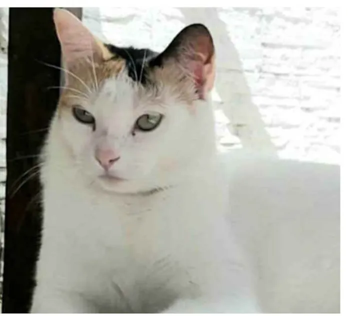 Gato ra a srd tricolor idade 1 ano nome DÁLIA