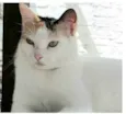 DÁLIA