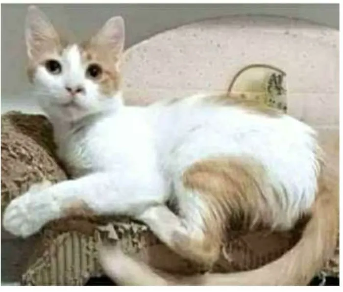 Gato ra a srd bicolor idade 1 ano nome OZZI
