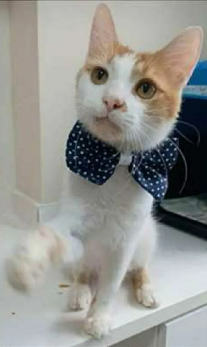 Gato ra a srd bicolor idade 1 ano nome OZZI