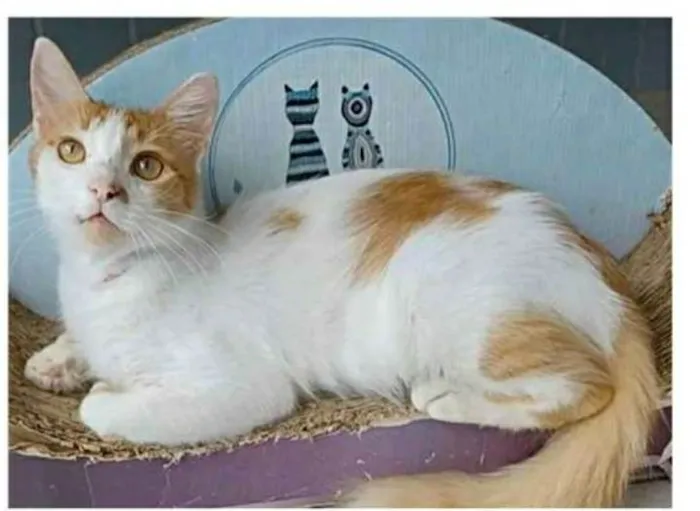 Gato ra a srd bicolor idade 1 ano nome OZZI