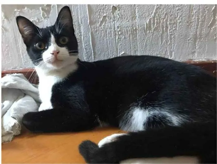 Gato ra a srd frajolinha  idade 2 anos nome MARGÔ