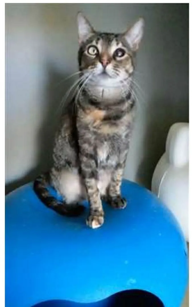 Gato ra a srd tigradinha idade 2 anos nome LISSY