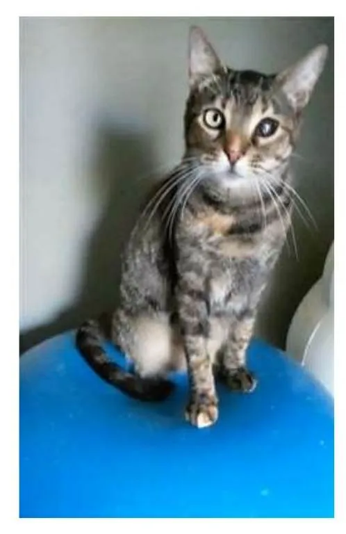 Gato ra a srd tigradinha idade 2 anos nome LISSY