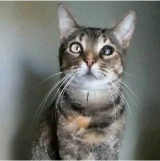 Gato ra a srd tigradinha idade 2 anos nome LISSY