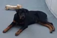 Cachorro raça Rotweillwe idade 7 a 11 meses nome Ronda