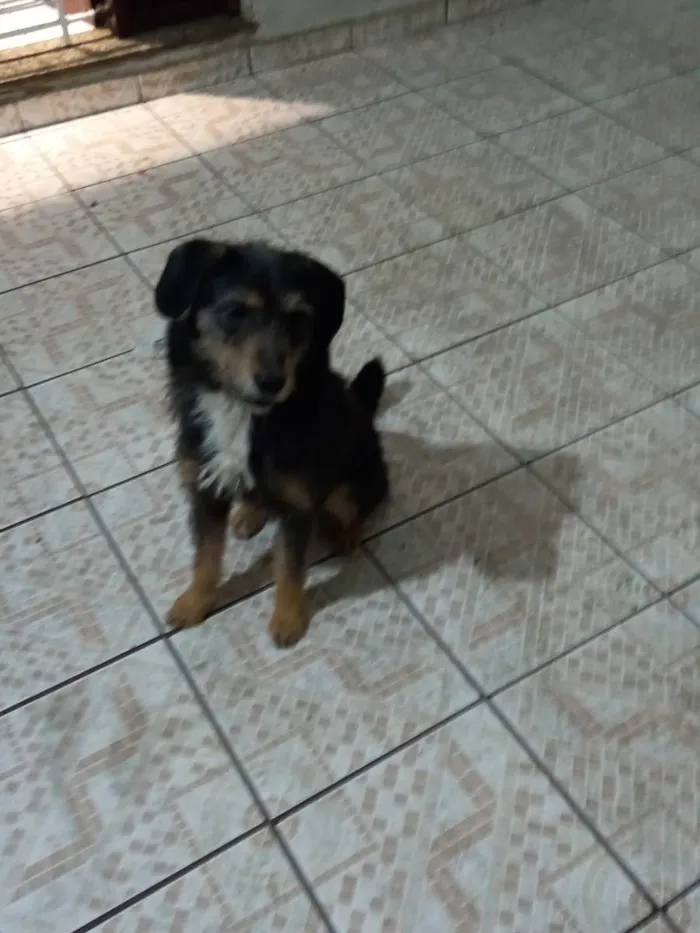 Cachorro ra a SRD  idade 2 anos nome Pipoca 