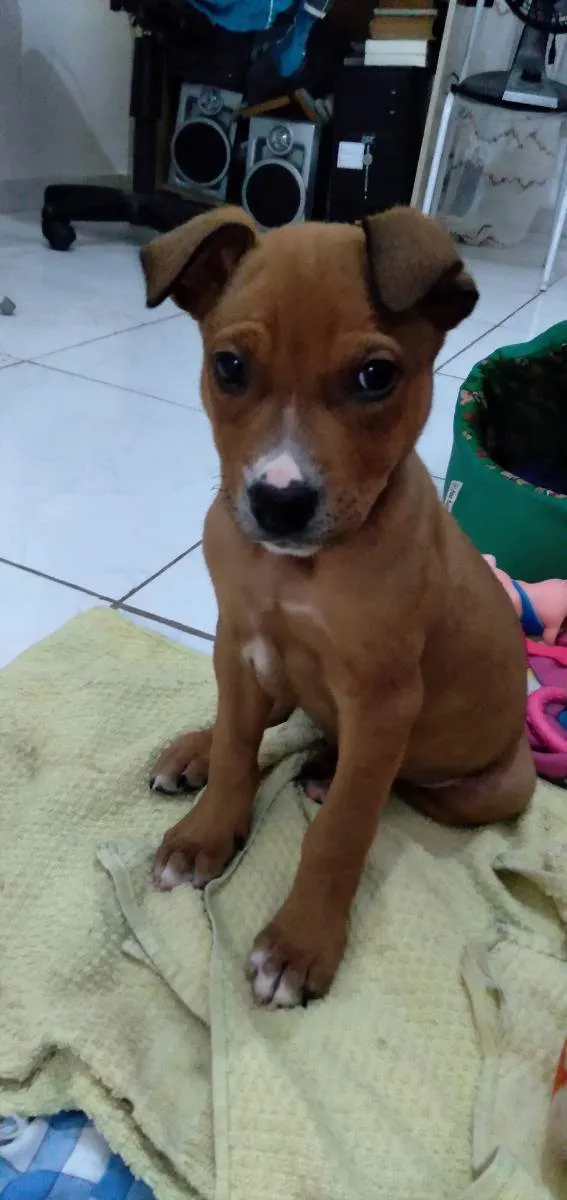 Cachorro ra a Srd idade Abaixo de 2 meses nome Freddie