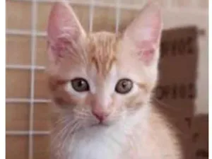 Gato raça srd bicolor idade 2 a 6 meses nome QUINDIM