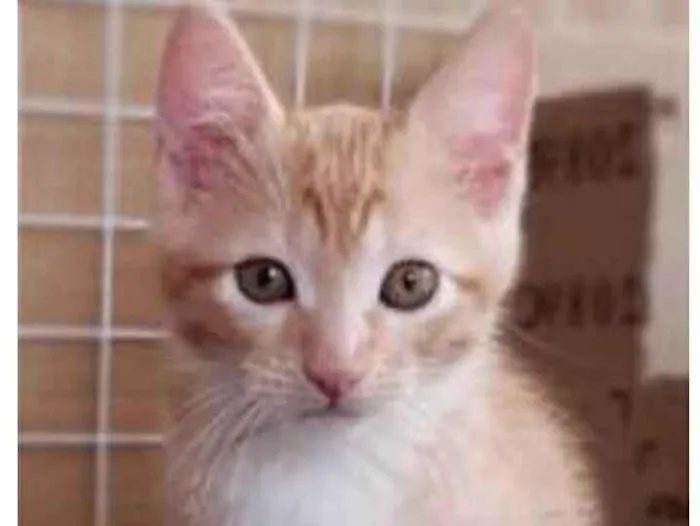 Gato ra a srd bicolor idade 2 a 6 meses nome QUINDIM