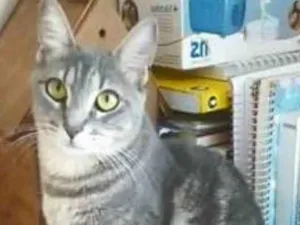 Gato raça srd tigradinha idade 2 anos nome ADELLY