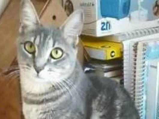 Gato ra a srd tigradinha idade 2 anos nome ADELLY