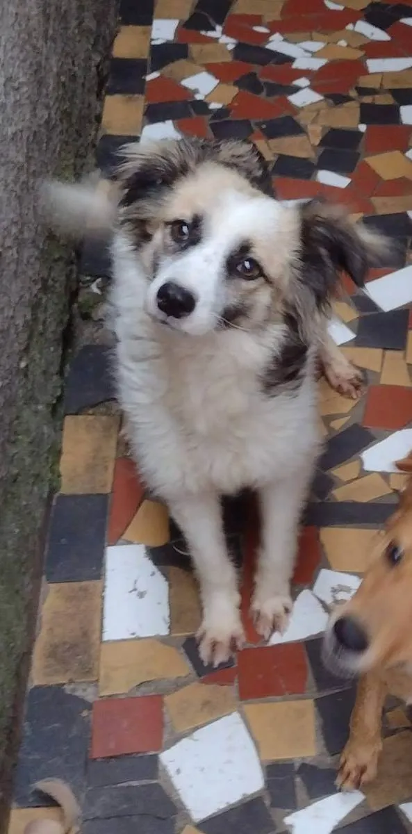 Cachorro ra a SRD idade 1 ano nome Roberto