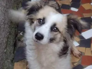 Cachorro raça SRD idade 1 ano nome Roberto