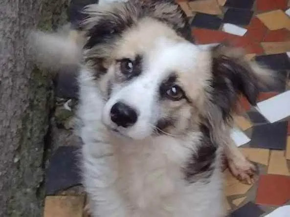 Cachorro ra a SRD idade 1 ano nome Roberto