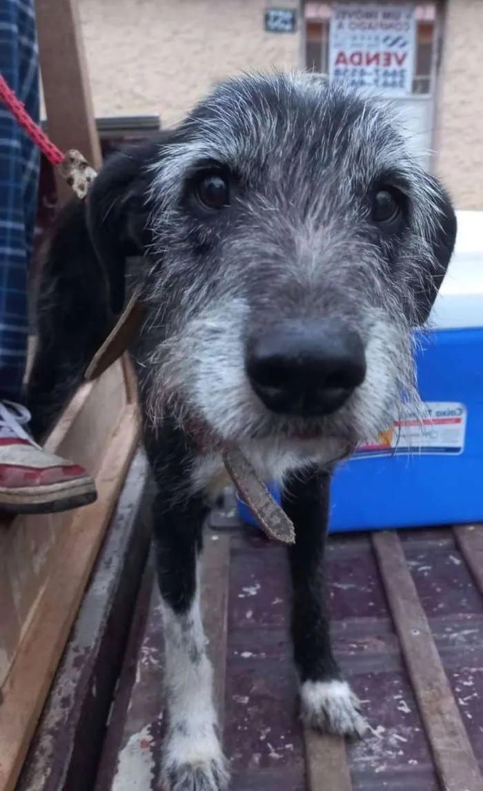 Cachorro ra a Srd idade 6 ou mais anos nome Barbicha
