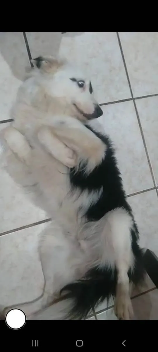 Cachorro ra a Srd idade 2 anos nome Botafogo