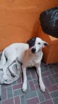 Bandit