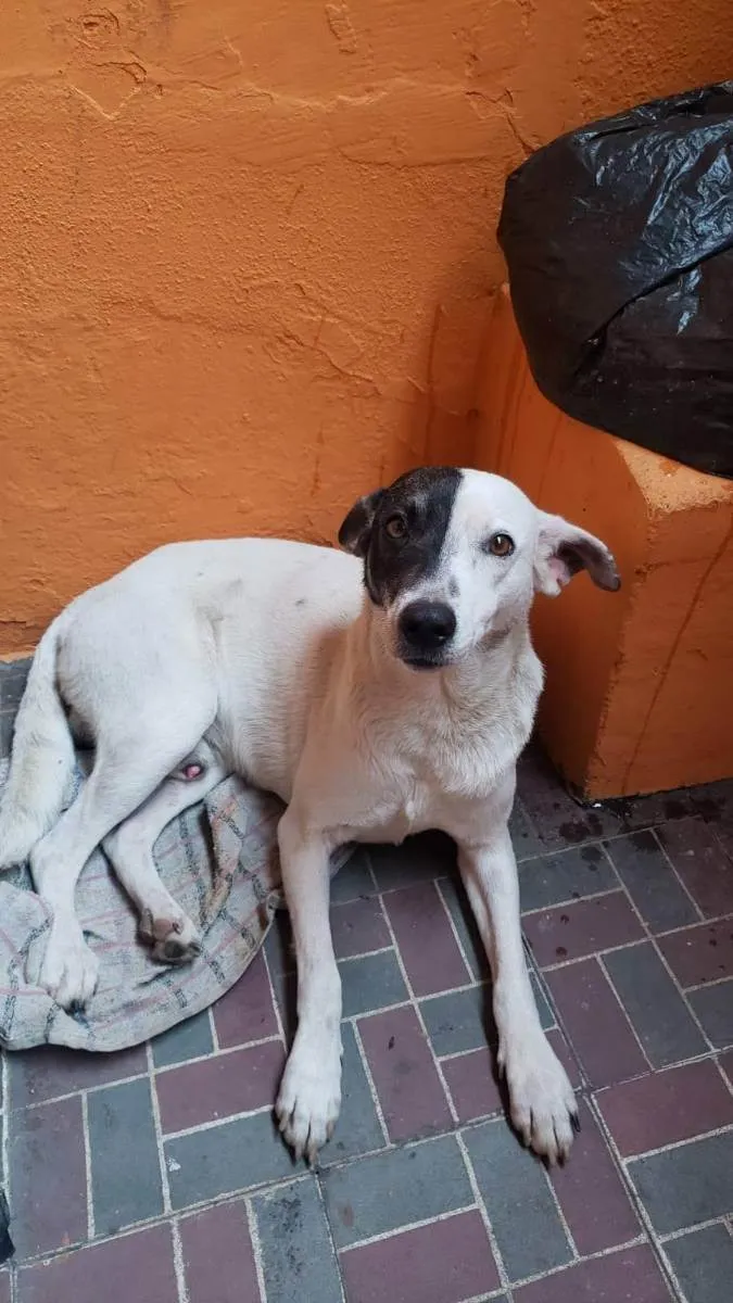 Cachorro ra a Srd idade 2 anos nome Bandit