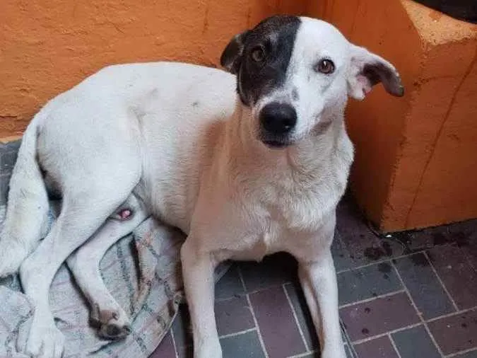 Cachorro ra a Srd idade 2 anos nome Bandit