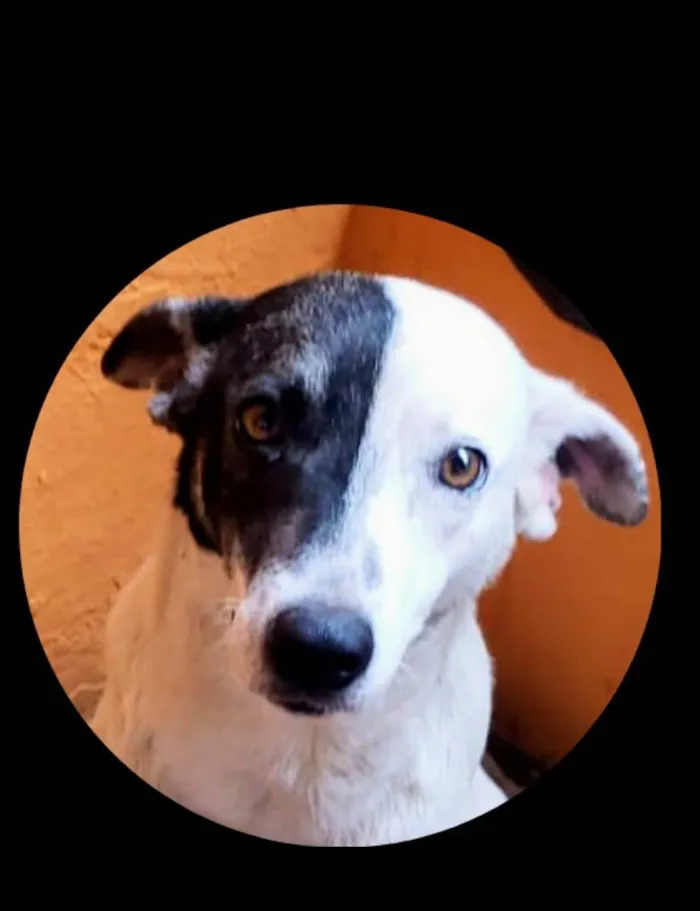 Cachorro ra a Srd idade 2 anos nome Bandit