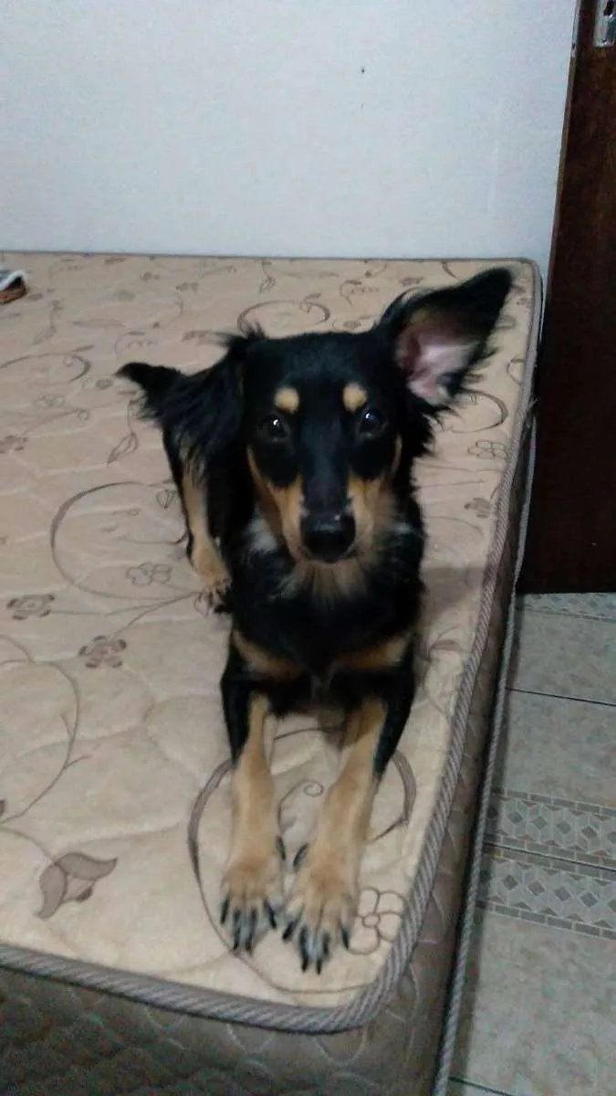 Cachorro ra a Raça não definida  idade 4 anos nome Shakira 