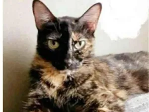 Gato raça srd escaminha  idade 2 anos nome MAG