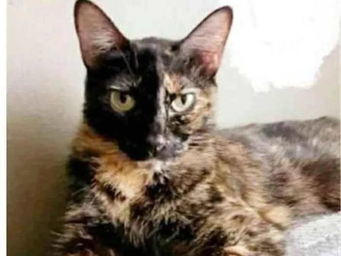 Gato ra a srd escaminha  idade 2 anos nome MAG