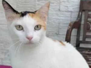 Gato raça srd tricolor idade 1 ano nome DÁLIA