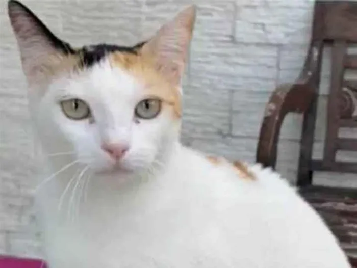 Gato ra a srd tricolor idade 1 ano nome DÁLIA