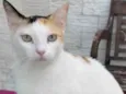 DÁLIA