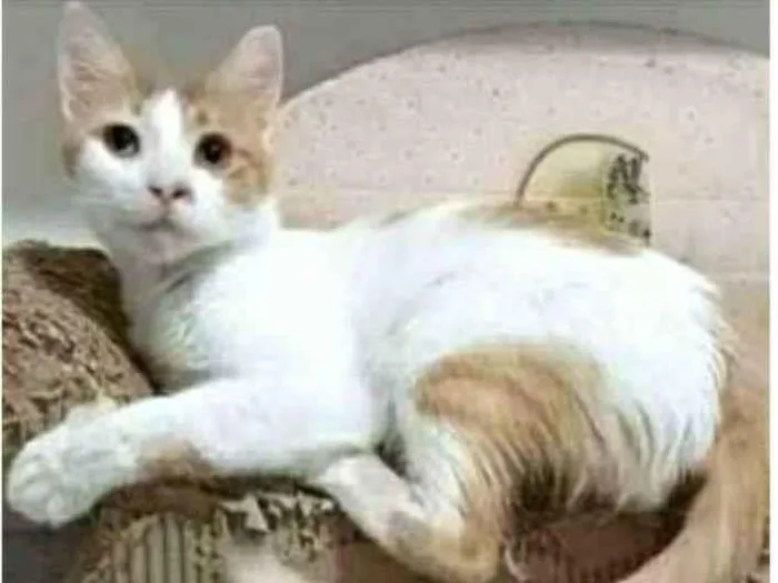Gato ra a srd bicolor idade 1 ano nome OZZI