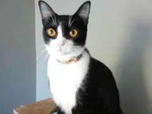 Gato raça srd frajolinha  idade 2 anos nome MARGÔ