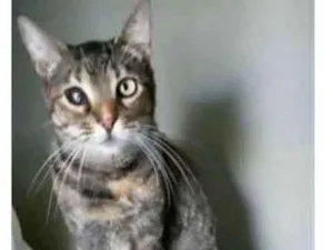 Gato raça srd tigradinha idade 2 anos nome LISSY