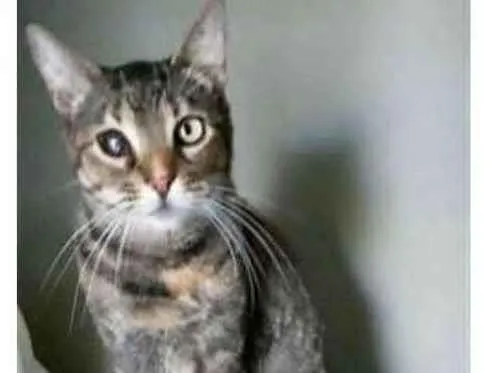 Gato ra a srd tigradinha idade 2 anos nome LISSY