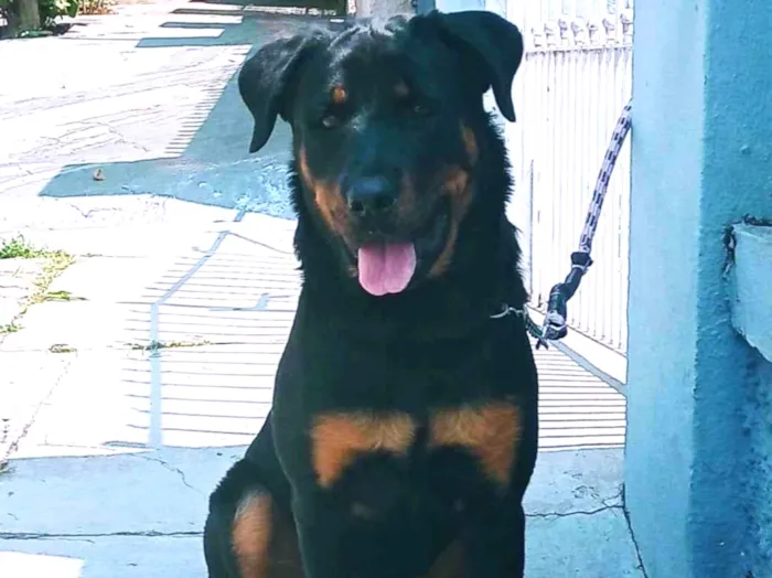 Cachorro raça Rotweillwe idade 7 a 11 meses nome Ronda