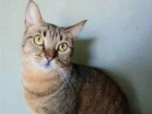 Gato raça srd tigradinha idade 2 anos nome NALA