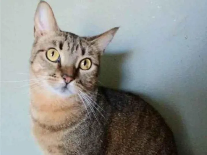 Gato ra a srd tigradinha idade 2 anos nome NALA