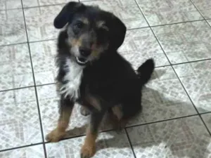 Cachorro raça SRD  idade 2 anos nome Pipoca 