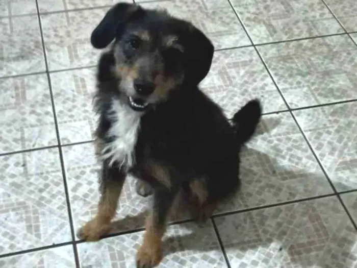 Cachorro ra a SRD  idade 2 anos nome Pipoca 