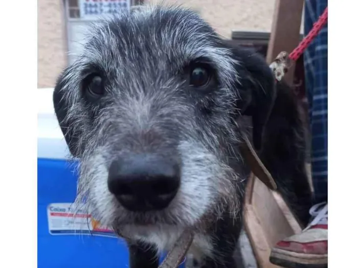 Cachorro ra a Srd idade 6 ou mais anos nome Barbicha
