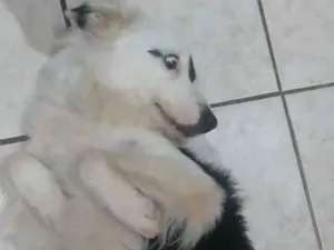 Cachorro raça Srd idade 2 anos nome Botafogo