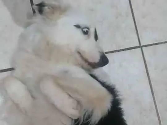 Cachorro ra a Srd idade 2 anos nome Botafogo