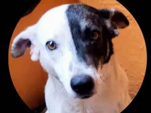 Cachorro raça Srd idade 2 anos nome Bandit