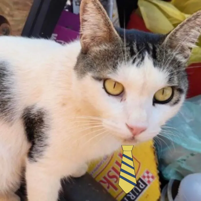 Gato ra a Mestiço  idade 2 anos nome Bolinha 