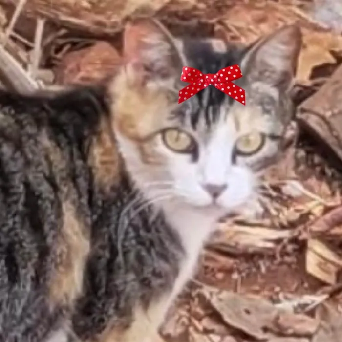 Gato raça Mestica  idade 3 anos nome Tina 